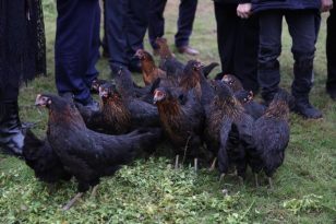 “Kadın Eliyle Gezen Tavuk Yumurta Projesi” kapsamında tavuk dağıtımına başlandı