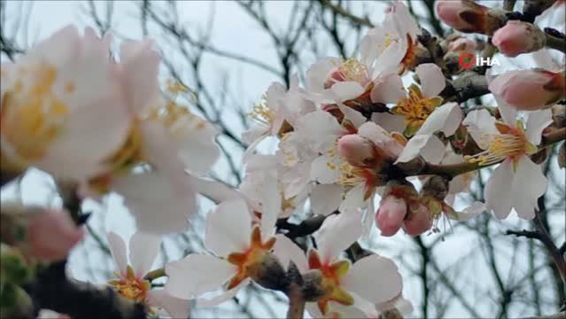 Edirne’de badem ağaçları çiçek açtı