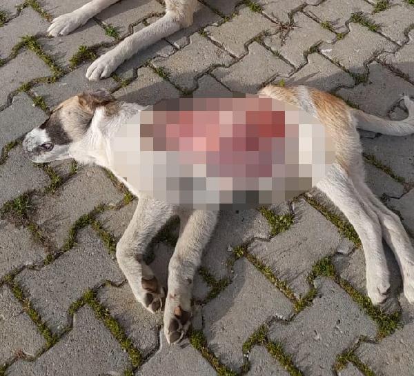 Korkunç görüntü: Yavru köpeğin derisini yüzüp öldürmüşler