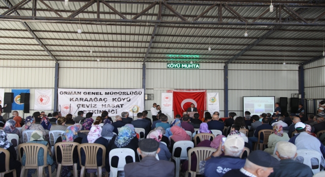 Edirne Valisi Kırbıyık İpsala’da ceviz hasadına katıldı