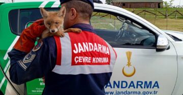 Edirne’de Jandarma Doğa Koruma Ekipleri Yavru Tilkiyi Kurtardı ve Doğal Yaşam Alanına Geri Bıraktı