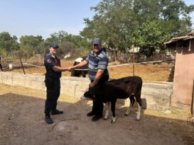 Edirne’de Kaybolan Büyükbaş Hayvan Dron İle Bulundu, Sahibine Teslim Edildi