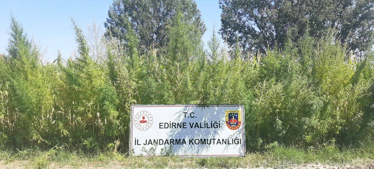 Edirne’de Kenevir Operasyonu: 159 Bin Kök Kenevir Ele Geçirildi, 1 Şüpheli Gözaltında